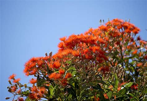 brilliant blossoms of eucalyptus ficifolia west australian