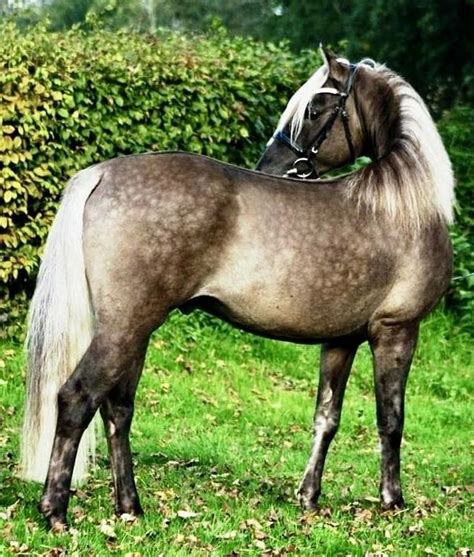 silver buckskin classic morgan stallion horse breeds horses pretty