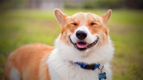 smiling dogs cute dog smiling full funny pets dog understand