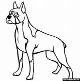 Dog Boxer Coloring Dogs Pages Trace Colouring Outline Puppy Drawing Color Kids Template Colors Print Realistic Clipart Draw Thecolor Clip sketch template