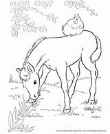 Coloring Horse Pages Foal Eating Grass Horses Printable Print Honkingdonkey Pony Kids sketch template