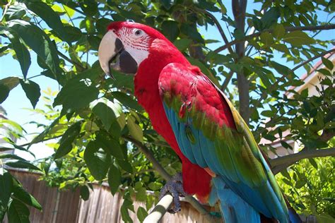 world  animals parrot