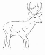 Deer Printable Silhouette Elk Coloring Pages Library Clipart sketch template
