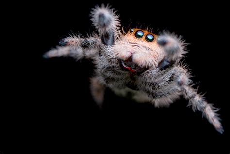 scientists  discovered  spiders  fly  electricity spawning fresh nightmare fuel