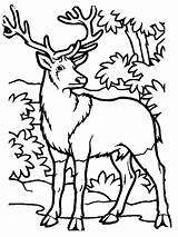Hunting Deer Coloring Pages Elk Printable Kids Color Bull Print Hunter Drawings Simple Popular Getcolorings Clipartmag Library Clipart Template Coloringhome sketch template
