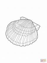 Coloring Shell Seashell Pages Printable Kids Scallop Sea Shells Drawing Sheets Colouring Beach Outlines Seashells Book Bestcoloringpagesforkids Template Print Other sketch template