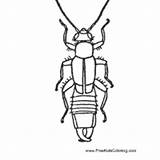 Surfnetkids Coloring Bug Animals Earwig sketch template