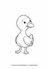 Colouring Duckling Duck Ducks Become Member Log sketch template