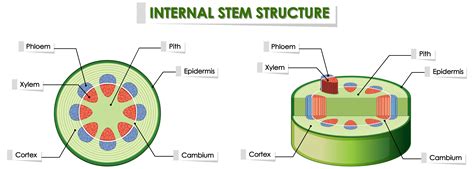 diagram showing internal plant stem structure  vector art