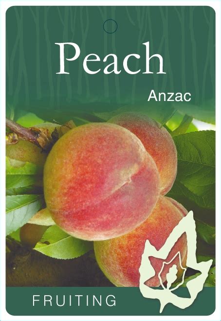 Peach Anzac Blerick Tree Farm