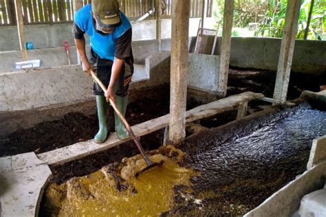 konsep  waste  pemanfaatan limbah ternak  pinrang mongabay