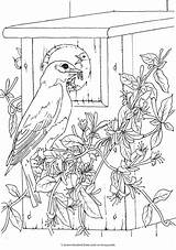 Dover Haven Ausmalen Erwachsene Vogel Kleurplaten Birdhouse Vorlagen Bezoeken sketch template