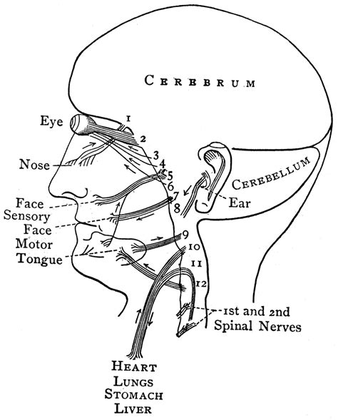 distribution of the cranial nerves clipart etc