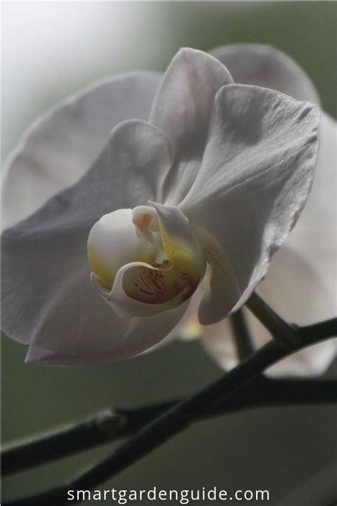 Orchid Care For Beginners Make Growing Phalaenopsis Orchids At Home