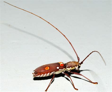 longhorn borer beetle  india whats  bug