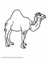 Camel Animals Coloring Pages Hump Clipart Single Color Animal Wild Kids Desert Cliparts Template Cartoon Book Clip Colouring Camels Printable sketch template