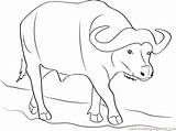Coloring Carabao Pages Getcolorings Printable Buffalo Print sketch template