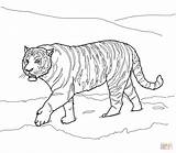Coloring Tiger Pages Siberian Amur Drawing Outline Realistic Printable Traceable Printables Adults Sumatran Lsu Print Color Animal Turtle Snapping Tigers sketch template