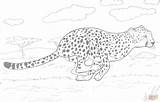Gepard Cheetah Guepardo Colorear Biegnie Ausmalbild Kolorowanka Ausmalen Rennender Zoo Guepard Supercoloring Guepardos Toda Velocidad Druku Kolorowanki Biegu Guépard Cheetahs sketch template