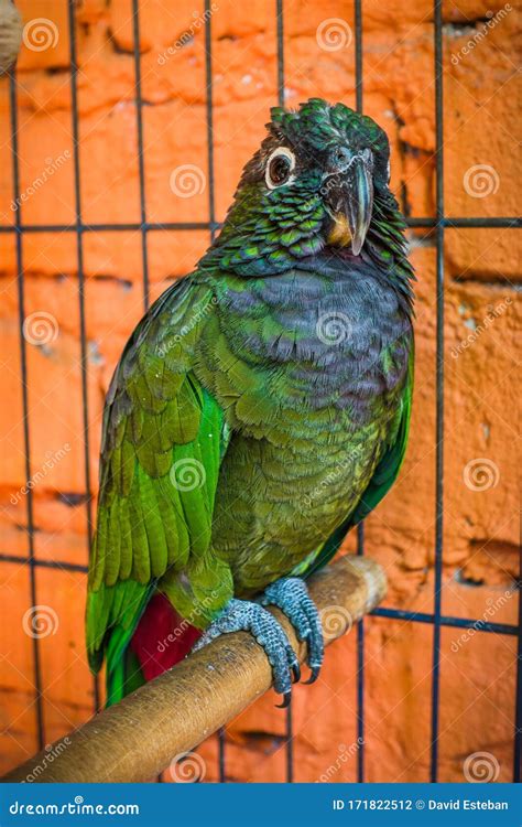 maximilians pionus aka scaly headed pionus  green parrot  red undertail  south