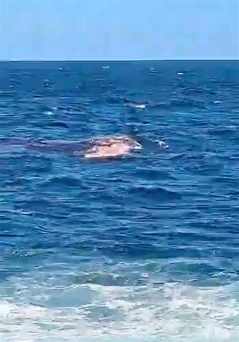 swimmer killed  sydney shark attack video