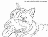 Coloring Pitbull Pages Bull Realistic Printable Ferdinand Pit Drawing Getdrawings Getcolorings Puppies Popular Library Clipart Color Coloringhome Line sketch template