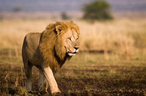 corridor creation key  protecting lions   habitat upicom