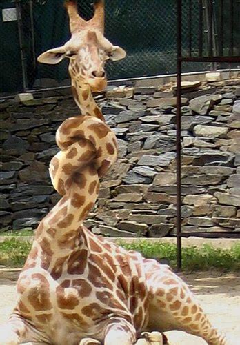 Giraffe Sore Throat ~ Funny Joke Pictures