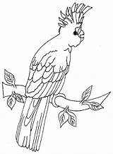 Papugi Kolorowanki Papuga Kolorowanka Ptaki sketch template
