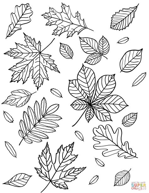 autumn leaves coloring page  printable coloring pages fall leaves