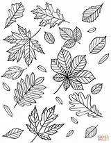 Coloring Leaves Pages Autumn Fall Printable Supercoloring Leaf Kids Sheets Nature Choose Board sketch template