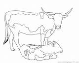 Calf Coloring Golden Pages Longhorn Cow Baby Drawings Cattle Printable Getcolorings Getdrawings Cows Colorings Designlooter Drawing Paintingvalley sketch template