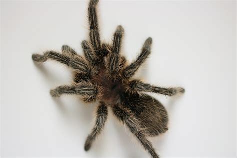 venom  barbed hairs  tarantulas    cool dickinson county conservation board