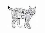Linces Lince Iberico Salvajes Raros Anipedia Lynx Imprimer sketch template
