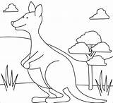 Kangaroo Coloringbay sketch template