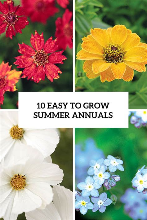 easy  grow  bold summer annual flowers garden ideas outdoor