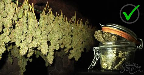 Wie Man Cannabis Trocknet Und Aushärtet Weedseedshop
