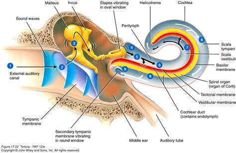 neuroanatomy lecture   lynchburg college studyblue ear anatomy medical anatomy human