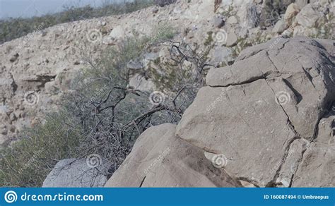 desert rock  el paso tx september   stock photo image