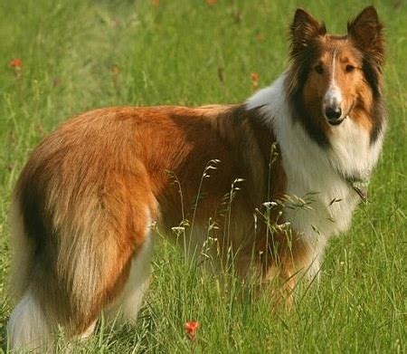 breeds  dogs  collie  dogs bone
