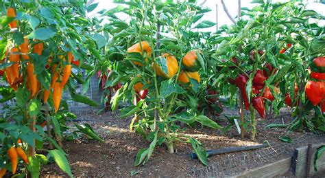 growing peppers   grow peppers growing bell peppers