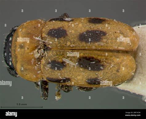 coptocephala dilatripes label  coll alfieri egypte monros collection recu de  petrow