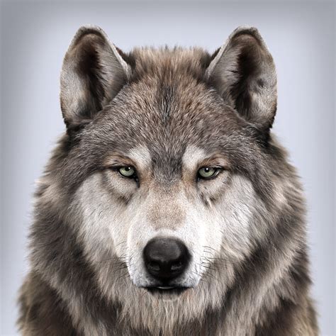 artstation wolfs portrait