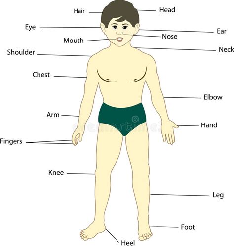 body parts stock illustration illustration  people
