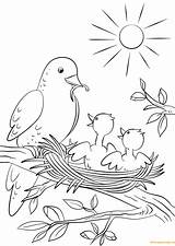 Coloring Pages Bird Feeding Mother Chicks Color Babies Two Drawing Print Nature sketch template
