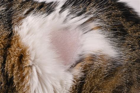 home remedies  cat scabs  neck diseased bloggers gallery  images