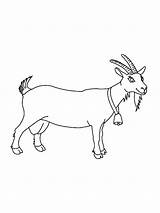 Pages Coloring Goat sketch template