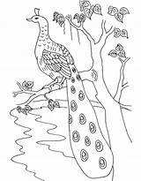 Peacock Coloring Drawing Kids Pages Tree Bird Adults Peacocks Cartoon Colouring Branch Clipart Printable Realistic Drawings Popular Letscolorit Perching Getdrawings sketch template