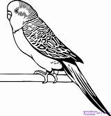 Parakeet Budgie Coloring Pages Budgerigar Clipart Drawing Line Drawings Budgies Bird Draw Google Colouring Wellensittich Printable Parakeets Search Adult Print sketch template