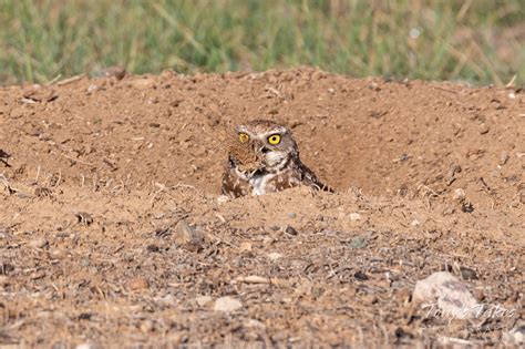 burrowing owl tonys takes photography